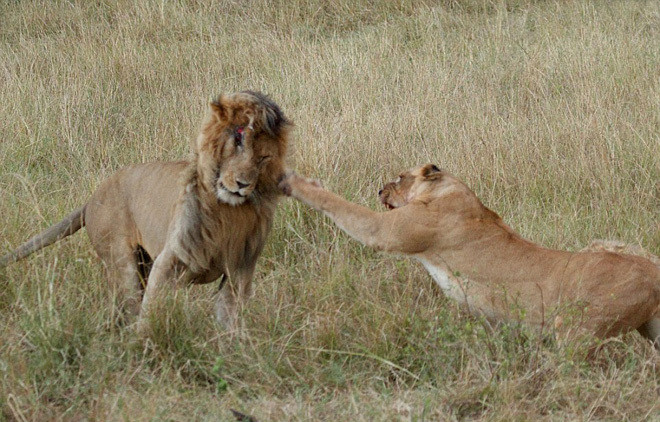 Cú tát trời giáng ngã ngũ trận chiến sư tử ảnh 5