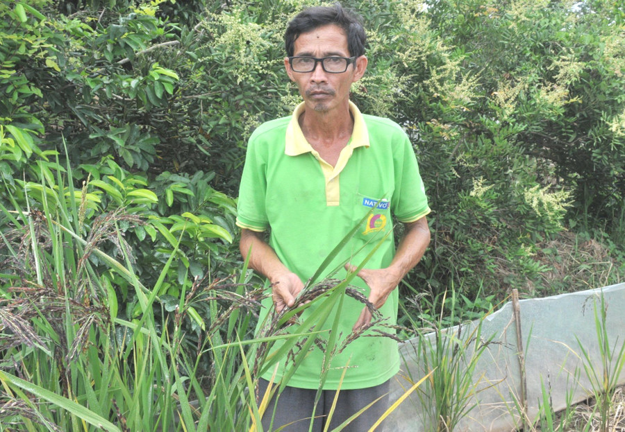 Ông Hoa Sĩ Hiền bên giống lúa tím đã lai tạo được. Ông Hoa Sĩ Hiền bên giống lúa tím đã lai tạo được.