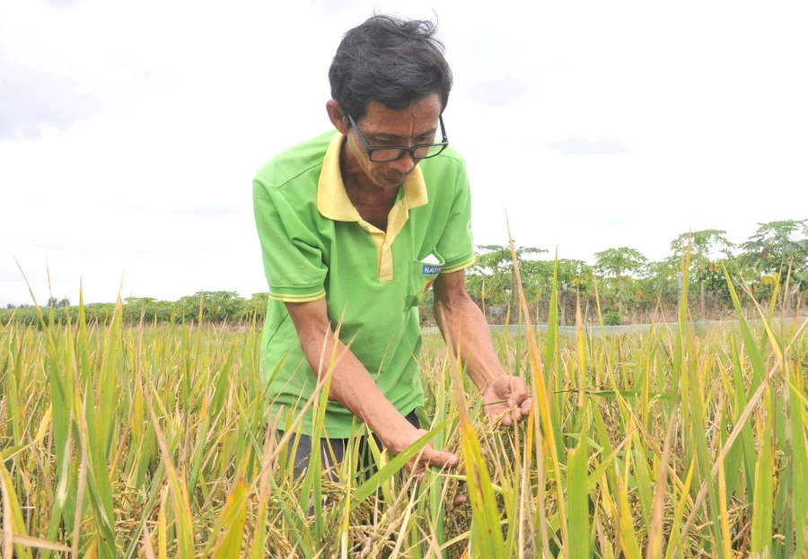 "Nhà khoa học chân đất" Hoa Sĩ Hiền dành cả đời nghiên cứu, lai tạo giống lúa.