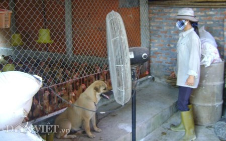 Chum anh: Muon kieu “nang niu” chong nong cho vat nuoi, cay trong