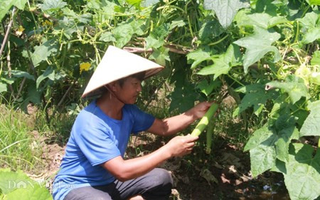 Chum anh: Muon kieu “nang niu” chong nong cho vat nuoi, cay trong