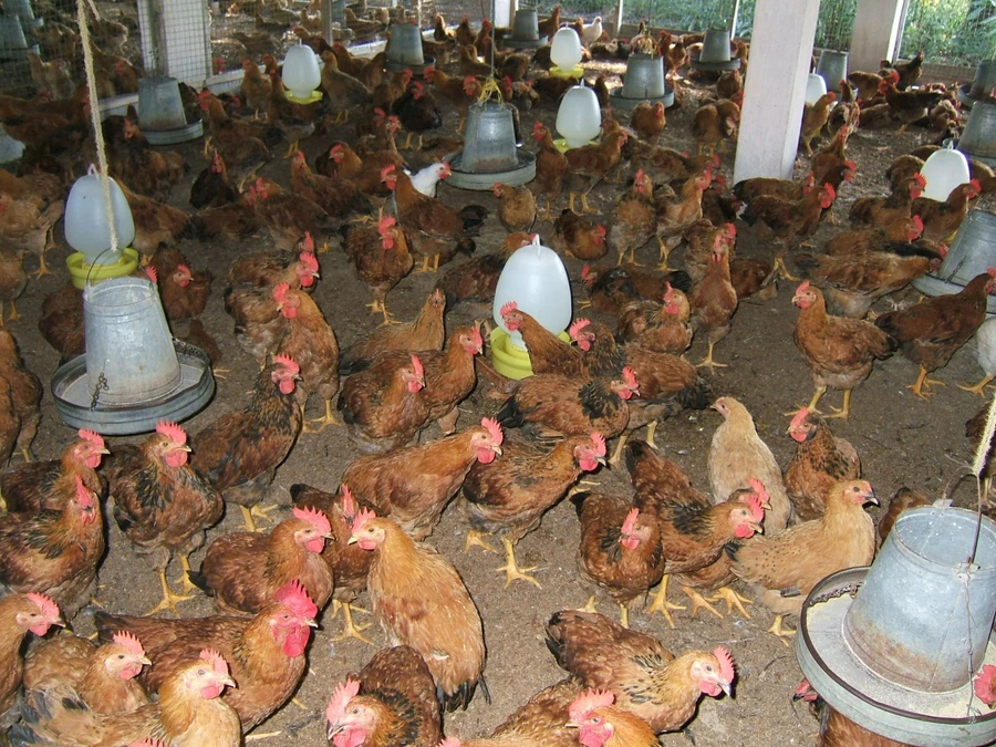 Xử lý cán bộ sai phạm trong vụ cấp gà sai đối tượng 