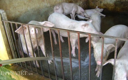 Chum anh: Muon kieu “nang niu” chong nong cho vat nuoi, cay trong