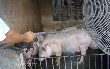 Chum anh: Muon kieu “nang niu” chong nong cho vat nuoi, cay trong