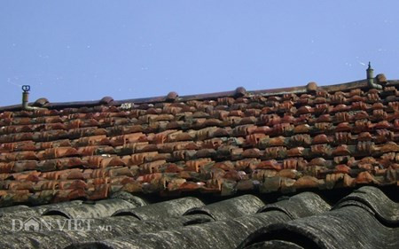 Chum anh: Muon kieu “nang niu” chong nong cho vat nuoi, cay trong