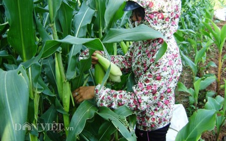 Chum anh: Muon kieu “nang niu” chong nong cho vat nuoi, cay trong