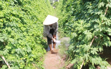 Chum anh: Muon kieu “nang niu” chong nong cho vat nuoi, cay trong