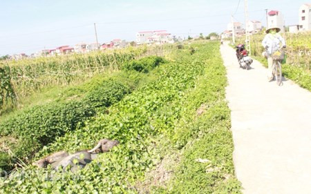 Chum anh: Muon kieu “nang niu” chong nong cho vat nuoi, cay trong