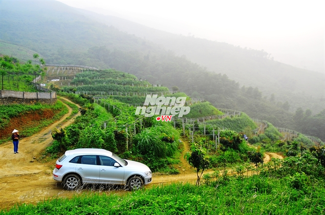 Bà chúa lợn rừng đất Việt ảnh 2 Bà chúa lợn rừng đất Việt ảnh 2