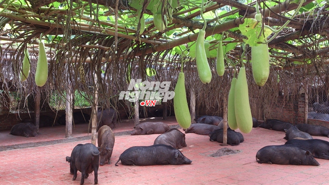 Bà chúa lợn rừng đất Việt ảnh 3 Bà chúa lợn rừng đất Việt ảnh 3