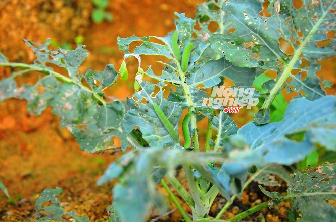 Bà chúa lợn rừng đất Việt ảnh 1 Bà chúa lợn rừng đất Việt ảnh 1