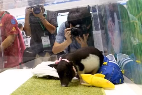 Giống lợn Bama trong một buổi cuộc trưng bày ở thành phố Thâm Quyến (Quảng Đông, Trung Quốc)