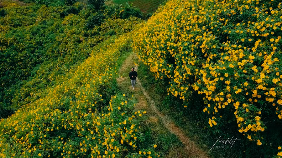 Thời gian đẹp nhất để ngắm dã quỳ là từ đầu tháng 11 và kéo dài đến hết tháng 11 hằng năm. Ảnh: Tiến Đà Lạt.