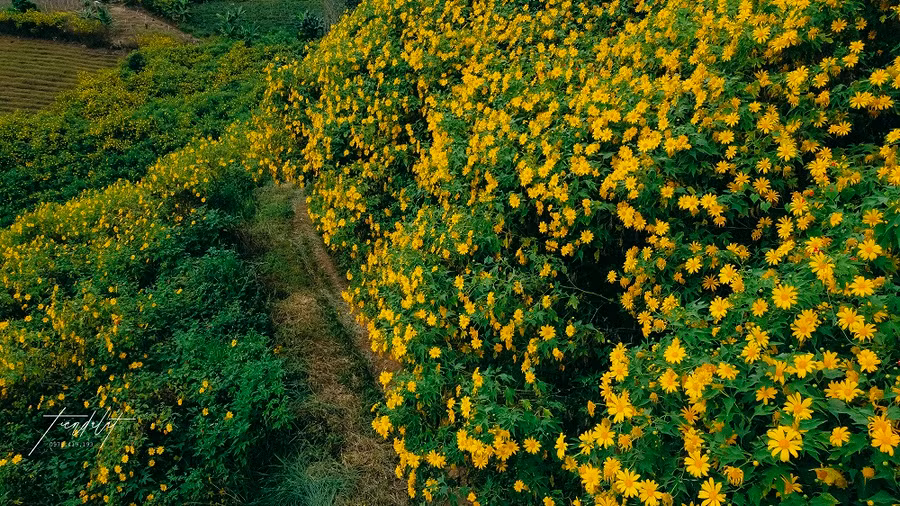 Hoa dã quỳ đang nở rộ ở TP Đà Lạt. Ảnh: Tiến Đà Lạt.