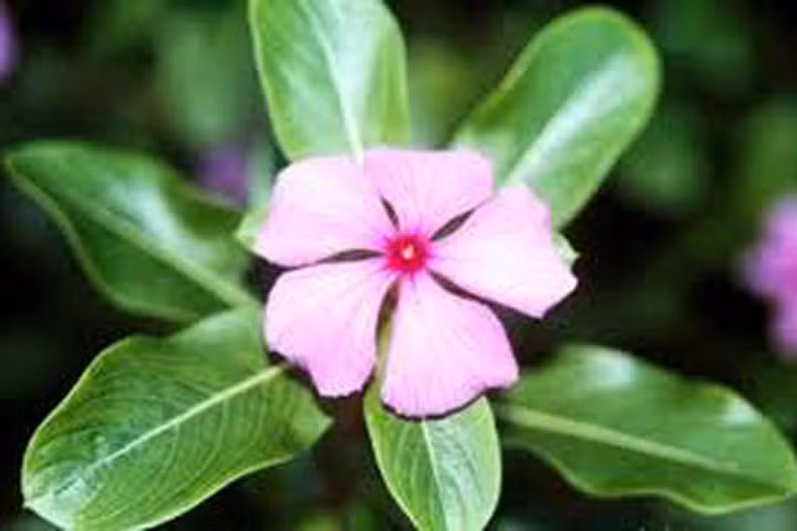 Trà dược chữa tăng huyết áp