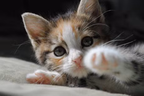 Nhung hinh anh ngo nghinh den 