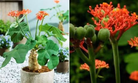 Cay ngo dong co chat gi ma gay doc cho tre? - Anh 1