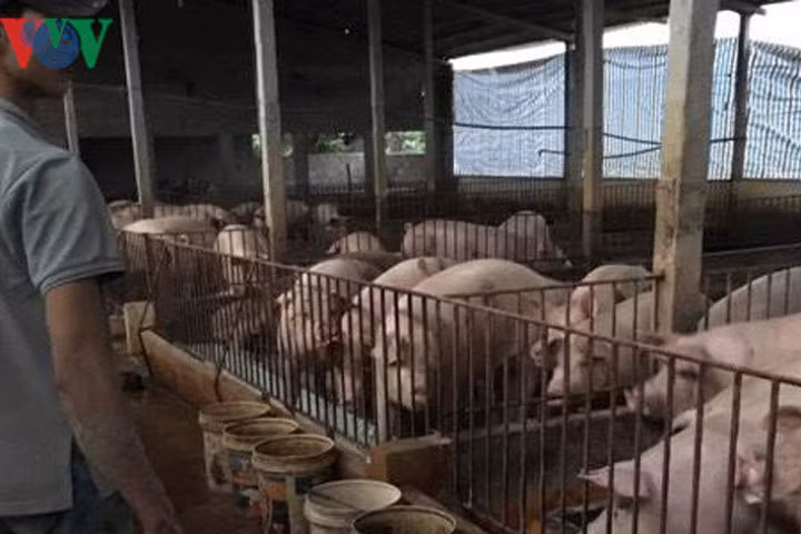 Dân nuôi lợn xã Ngọc Lũ đang phải vật lộn từng ngày với đàn lợn lên đến cả ngàn con/hộ.