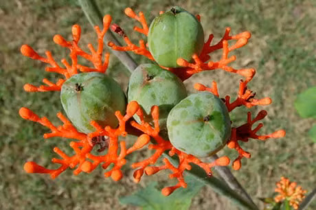 Cay ngo dong co chat gi ma gay doc cho tre? - Anh 4