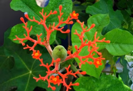 Cay ngo dong co chat gi ma gay doc cho tre? - Anh 3