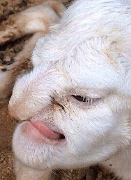 Ky la cuu con co khuon mat nguoi dan ong gian du