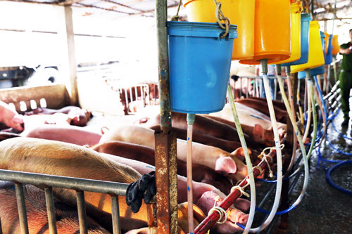 Các thùng dùng để bơm nước vào heo. Ảnh: Nguyệt Triều