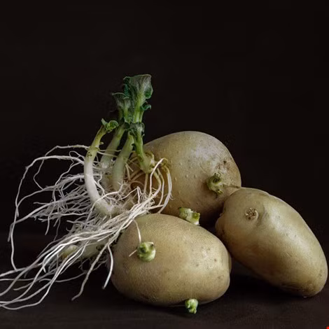 7 loại cây rau củ rất độc hại trong vườn nhà