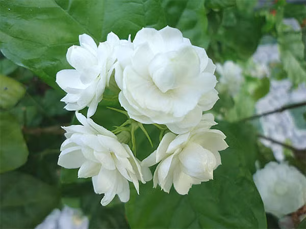 Các loài hoa cấm kỵ tuyệt đối không đặt trên bàn thờ - Ảnh 2