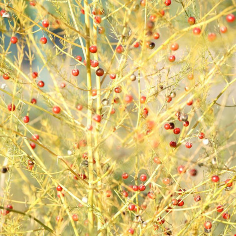 7 loại cây rau củ rất độc hại trong vườn nhà - Ảnh 4