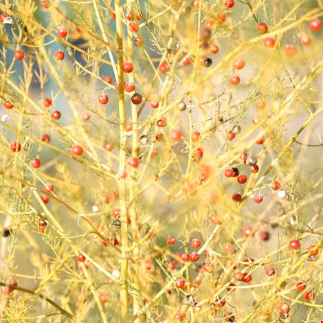 7 loại cây rau củ rất độc hại trong vườn nhà - Ảnh 4