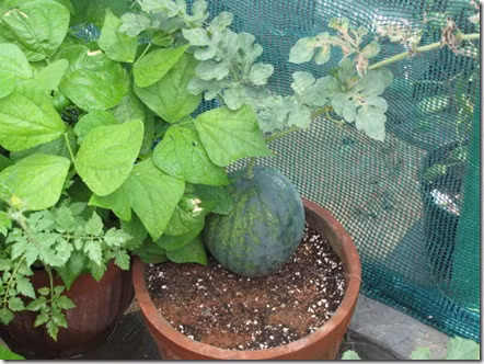 Cách trồng dưa hấu, dưa lê và dưa lưới tại nhà - Ảnh 6