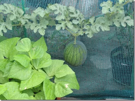 Cách trồng dưa hấu, dưa lê và dưa lưới tại nhà - Ảnh 5