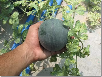 Cách trồng dưa hấu, dưa lê và dưa lưới tại nhà - Ảnh 7