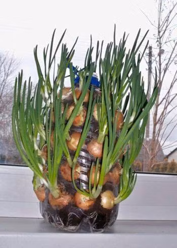 Mẹo trồng hành trong chai nhựa, ăn cả tuần không lo hết - Ảnh 5