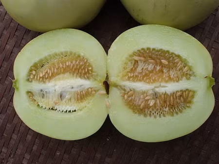 Cách trồng dưa hấu, dưa lê và dưa lưới tại nhà bằng hộp xốp ảnh 15