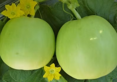 Cách trồng dưa hấu, dưa lê và dưa lưới tại nhà bằng hộp xốp ảnh 14