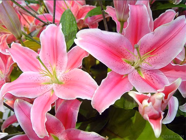 Các loài hoa cấm kỵ tuyệt đối không đặt trên bàn thờ