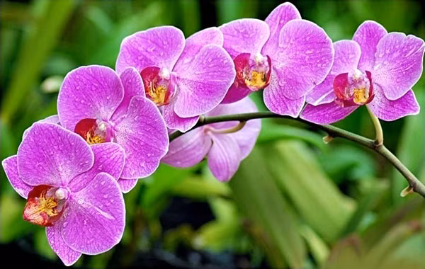 Các loài hoa cấm kỵ tuyệt đối không đặt trên bàn thờ - Ảnh 4