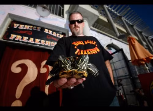 Kỳ dị những loài hai đầu hiếm có trên thế giới - Ảnh 7