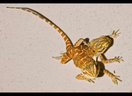 Kỳ dị những loài hai đầu hiếm có trên thế giới - Ảnh 8