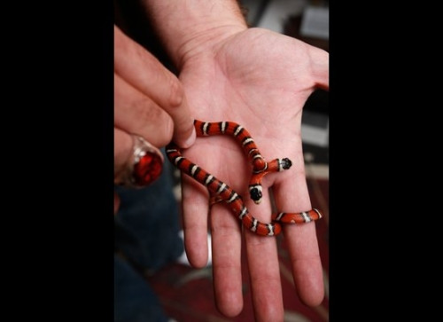 Kỳ dị những loài hai đầu hiếm có trên thế giới - Ảnh 5