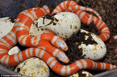 Kỳ dị những loài hai đầu hiếm có trên thế giới