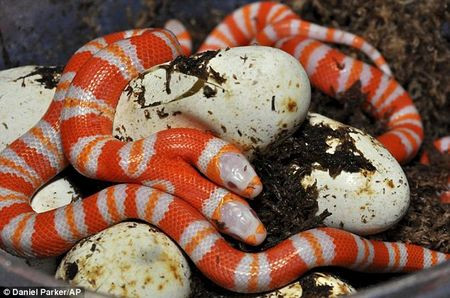 Kỳ dị những loài hai đầu hiếm có trên thế giới - Ảnh 1