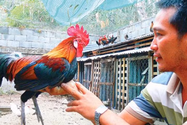 Một số hộ nghĩ ra cách lai tạo gà rừng Bảy Núi