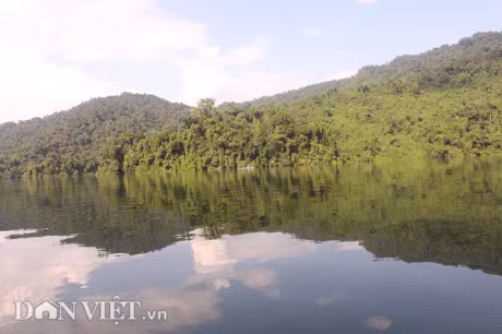 Qua tai: Nuoi 50 con trau,bo khong can chan chi cho an may hat muoi - Anh 2