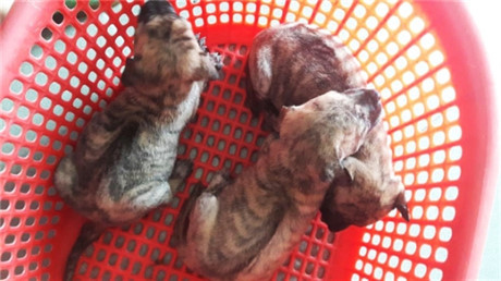 Việt Nam đang sở hữu loài chó đắt & thông minh nhất nhì thế giới - Ảnh 5 Viet Nam dang so huu loai cho dat & thong minh nhat nhi the gioi - Anh 5