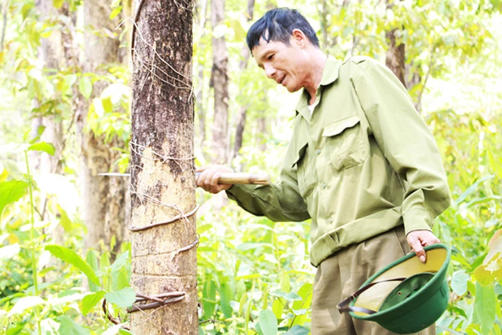 Anh Trịnh Xuân Hữu – Kiểm lâm viên phụ trách địa bàn xã Kriêng bảo: “Tôi đố các anh đi cả tỉnh Gia Lai này mà tìm thấy khu rừng giáng hương nào như ở làng Grôn”.