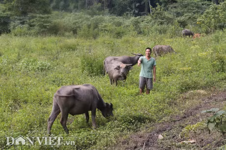 Qua tai: Nuoi 50 con trau,bo khong can chan chi cho an may hat muoi - Anh 1