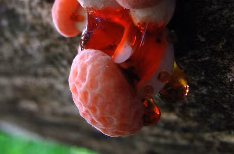 Top 10 loai cay giong het bo phan co the con nguoi - Anh 6