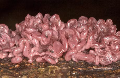 Top 10 loai cay giong het bo phan co the con nguoi - Anh 9